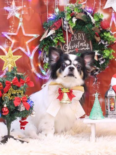 20231215ハートくん